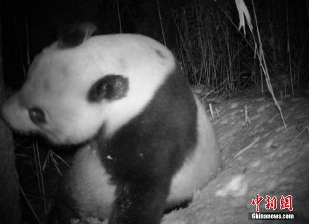 由濒危降为易危国宝大熊猫野外种群数量达到1800多只